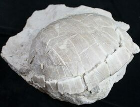 Oligocene Tortoise (Stylemys) - Removable From Base #9874