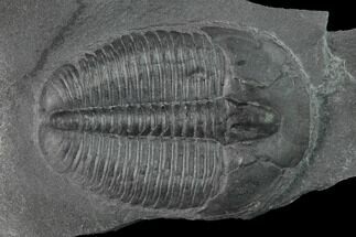 Elrathia Trilobite Fossil - Utah #140180