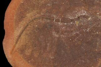 Fossil Shrimp (Essoidia) Nodule - Illinois #143167