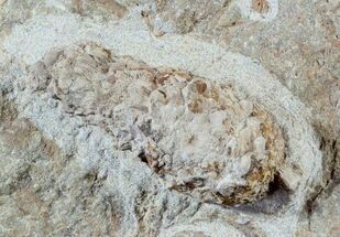 2.3" 3D, Oligocene Aged Fossil Pine Cone - Germany - Fossil #63281