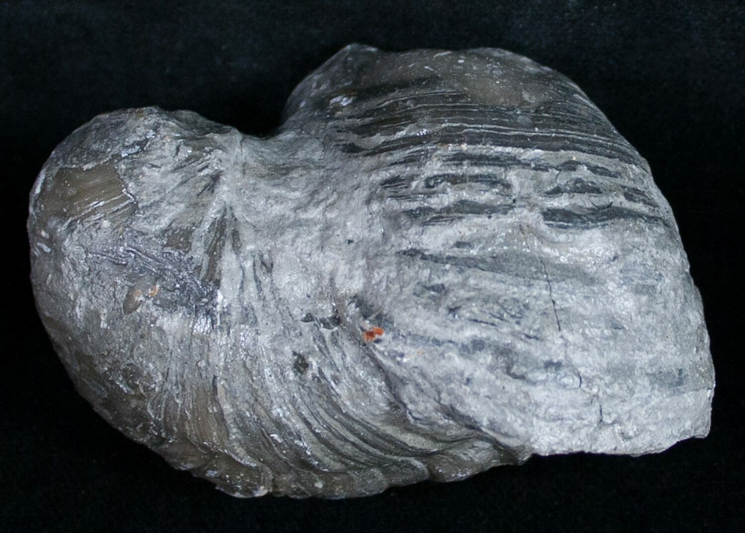 dinosaur toenail fossil