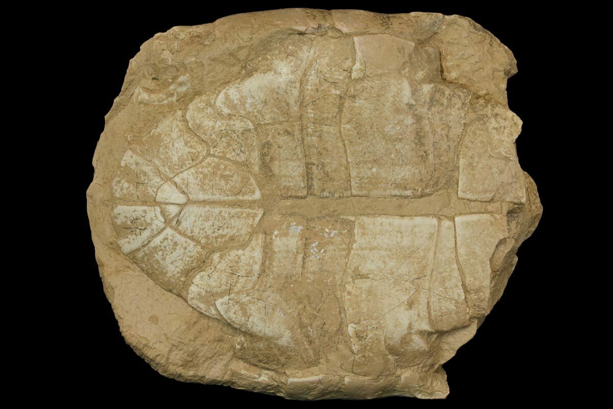 8.3" Fossil Tortoise (Stylemys) Wyoming (143829) For Sale