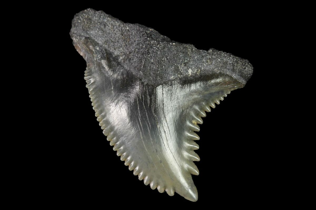 1.11 Snaggletooth Shark (Hemipristis) Tooth For Sale (143895 