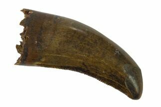 Serrated, Tyrannosaur (Nanotyrannus?) Tooth - Wyoming #143943