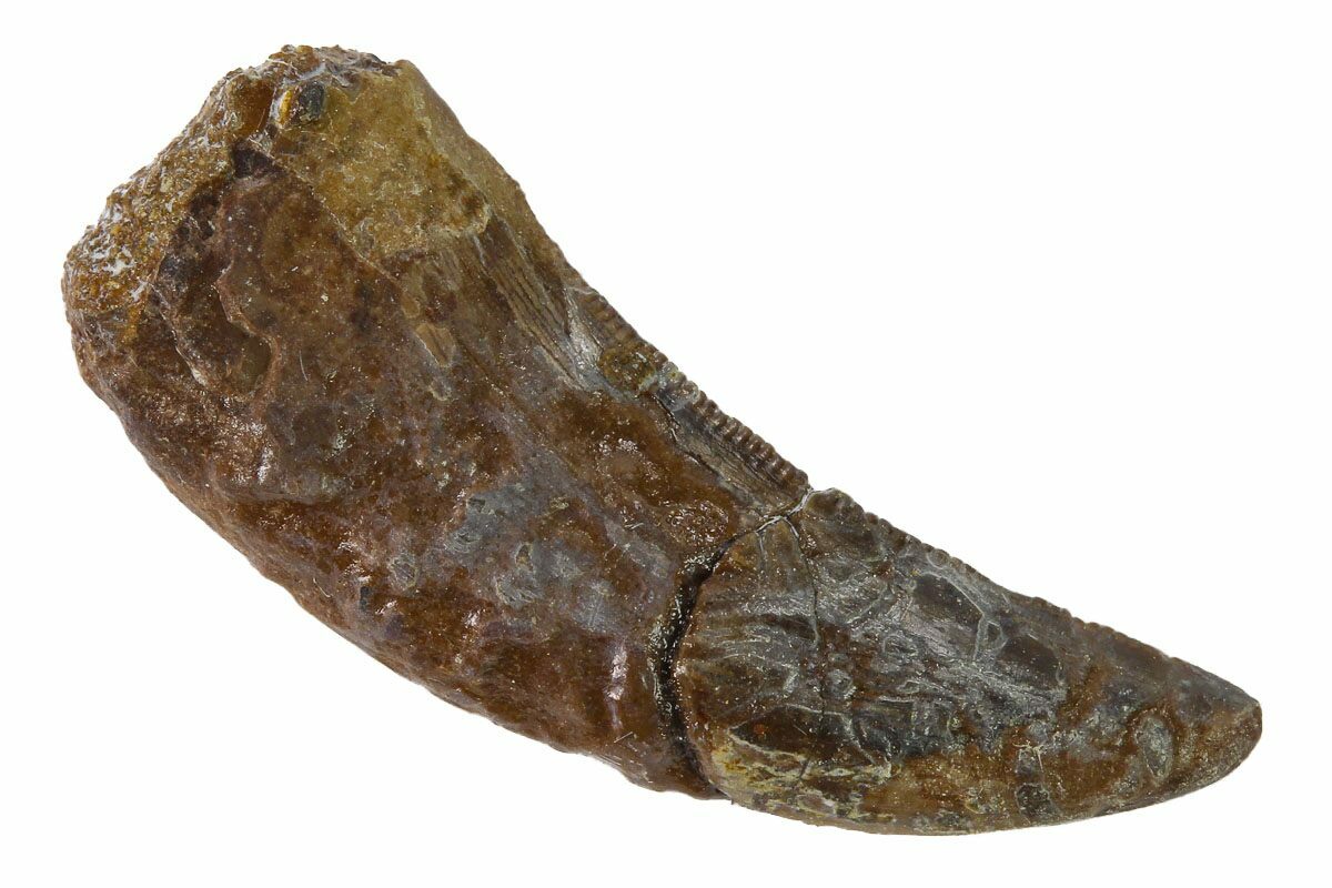 nanotyrannus fossil