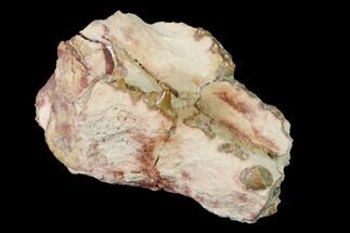 Rare, Fossil Bear Dog (Daphoenus) Partial Skull #143962
