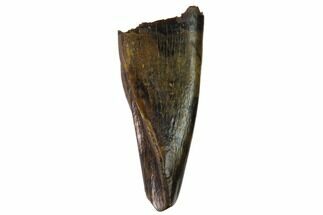 Juvenile Tyrannosaur Premax Tooth (Aublysodon) - Wyoming #143957
