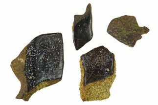 Four Cretaceous Gar Scales - Hell Creek Formation #143970