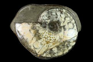 Fossil Ammonite (Planticeras) in Rock - South Dakota #143839