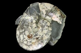 6.4" Fossil Ammonite (Sphenodiscus) in Rock - South Dakota - Fossil #143840