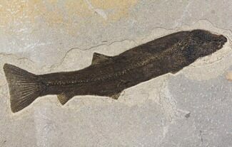 Fossil Fish (Notogoneus) - Very Large! #144000