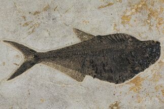 Huge, Fossil Fish (Diplomystus) - Green River Formation #144222