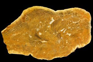 12.5" Jurassic Petrified Wood (Pentoxylon) Slab - Australia - Fossil #144218