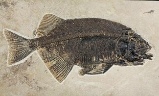 Uncommon Fish Fossil (Phareodus) - Wyoming #144136