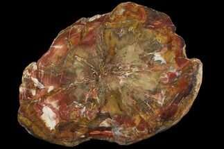 Colorful Petrified Wood (Araucarioxylon) Round - Utah #143833