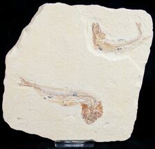 Double Scombroclupea Fossil Fish Plate #9951