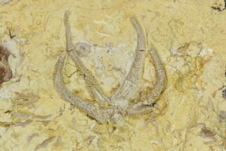 Rare Ordovician Starfish With Crinoid & Trilobite Fossils - Oklahoma #145031