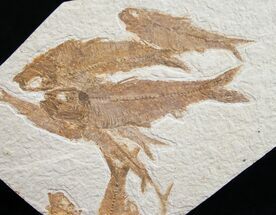 Knightia Fossil Fish Multiple Plate - Wyoming #10040