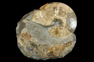 Fossil Ammonites (Sphenodiscus) - South Dakota #144027