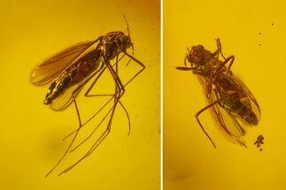 Two Fossil Flies (Chironomidae) In Baltic Amber - Male and Female #145418