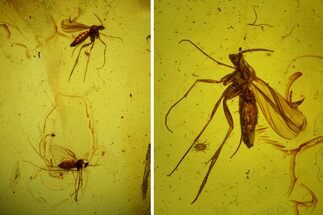 Detailed Fossil Flies (Sciaridae) & Mites (Acari) in Baltic Amber #145429