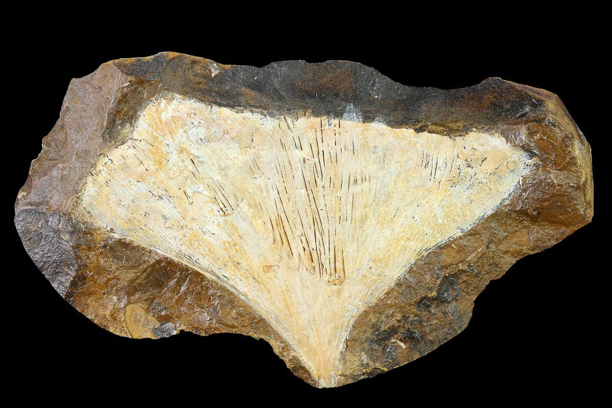 dakota fossil