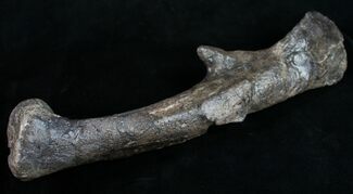 Camptosaurus Femur - Bone Cabin Quarry #10098