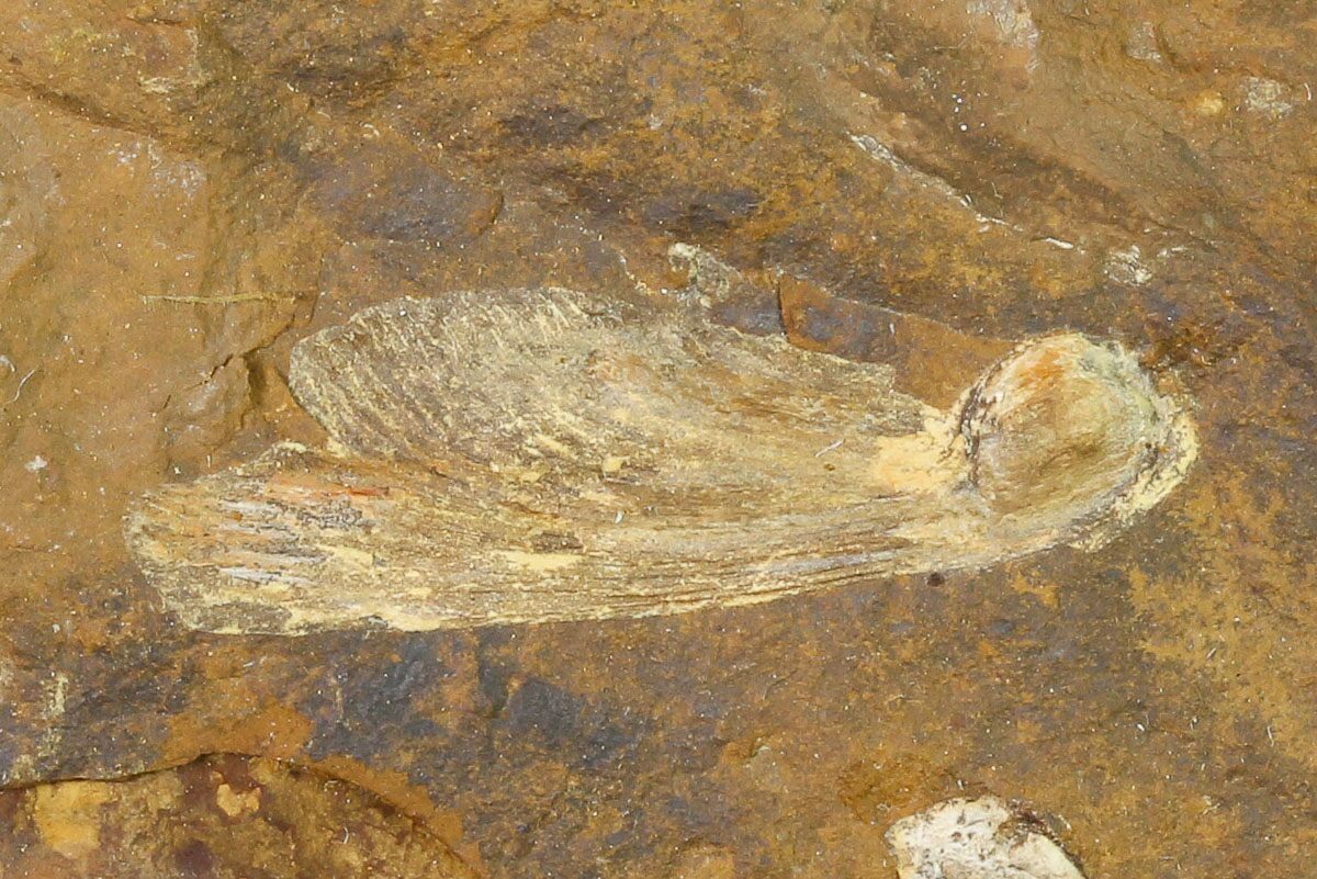 1.1" Paleocene Winged Maple Seed (Acer) Fossil North Dakota (145329) For Sale