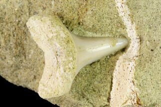 Fossil Mako Shark Tooth On Sandstone - Bakersfield, CA #144471