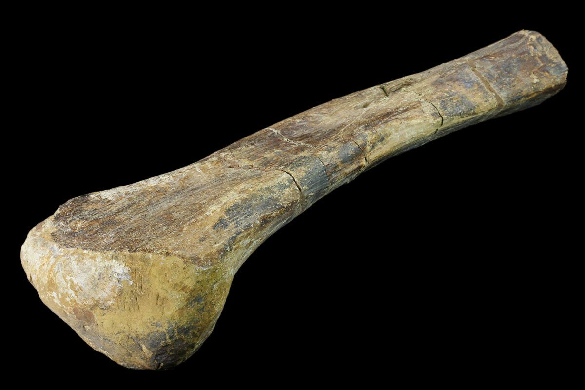 edmontosaurus bones