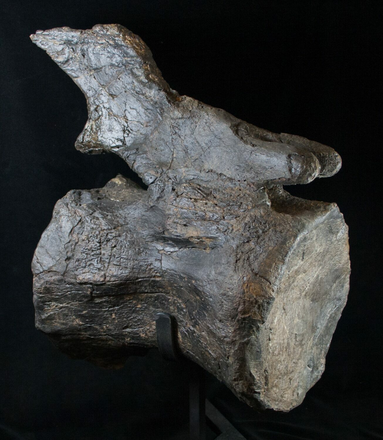 diplodocus fossil