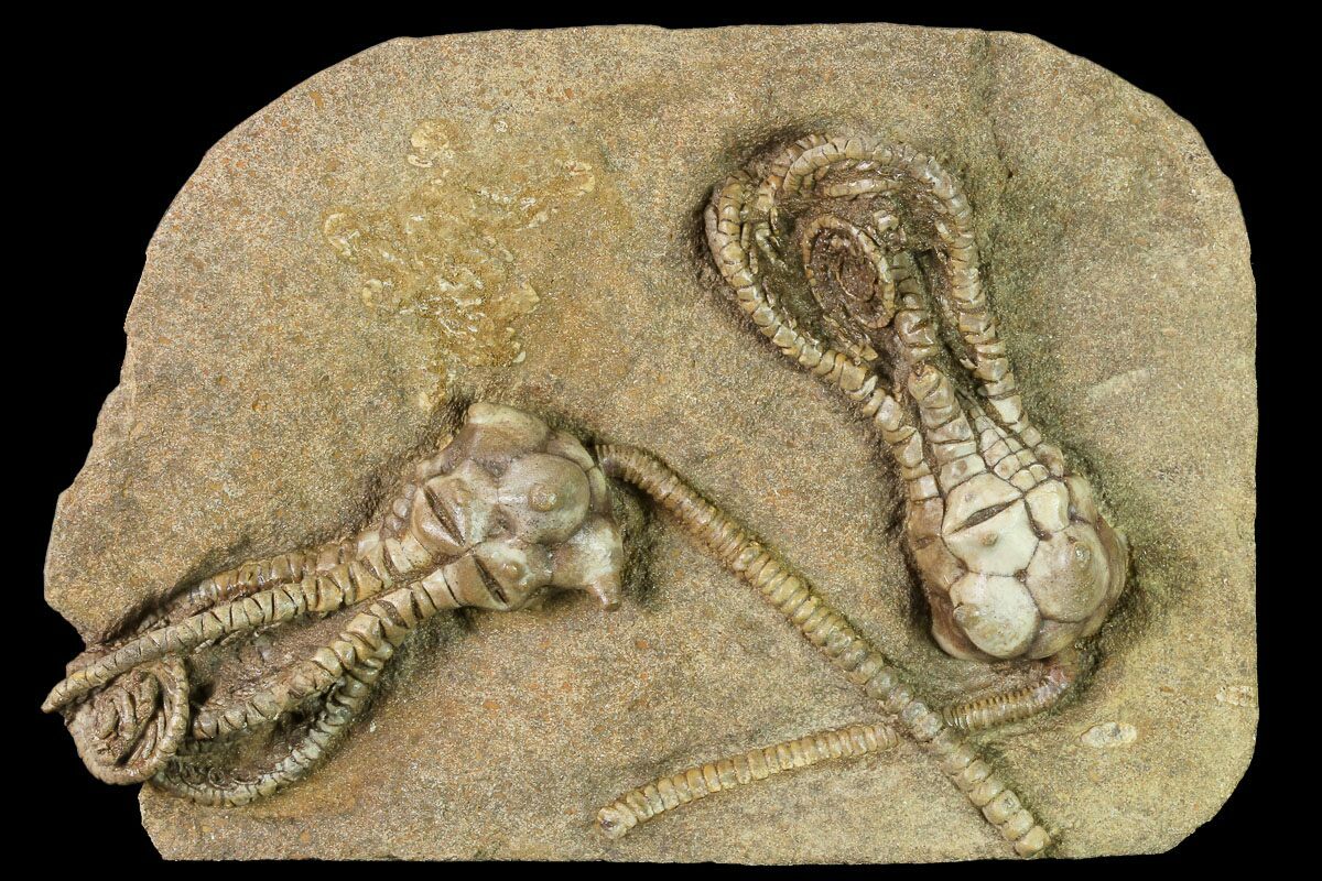 4.1" Plate of Two Jimbacrinus Crinoid Fossils - Australia (#