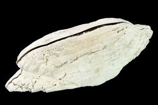 Pliocene Bivalve (Arca wagneriana) Fossil - Florida #146139
