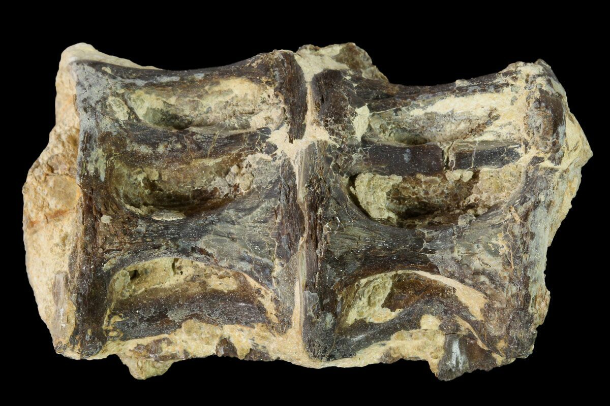 1.9" Fossil Fish (Ichthyodectes) Dorsal Vertebrae Kansas (146362