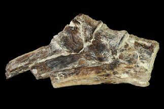 Fossil Fish (Ichthyodectes) Caudal Vertebrae - Kansas #146363