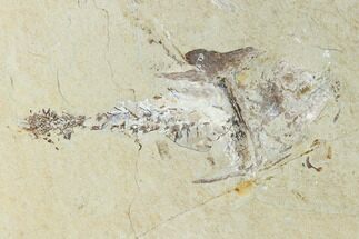 4.3" Cretaceous Crusher Fish (Coccodus) - Hjoula, Lebanon - Fossil #147136