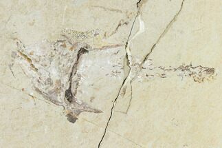 Bargain, Cretaceous Crusher Fish (Coccodus) - Hjoula, Lebanon #147142