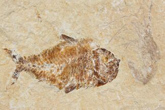 Cretaceous Fish (Nematonotus) With Shrimp - Lebanon #147219