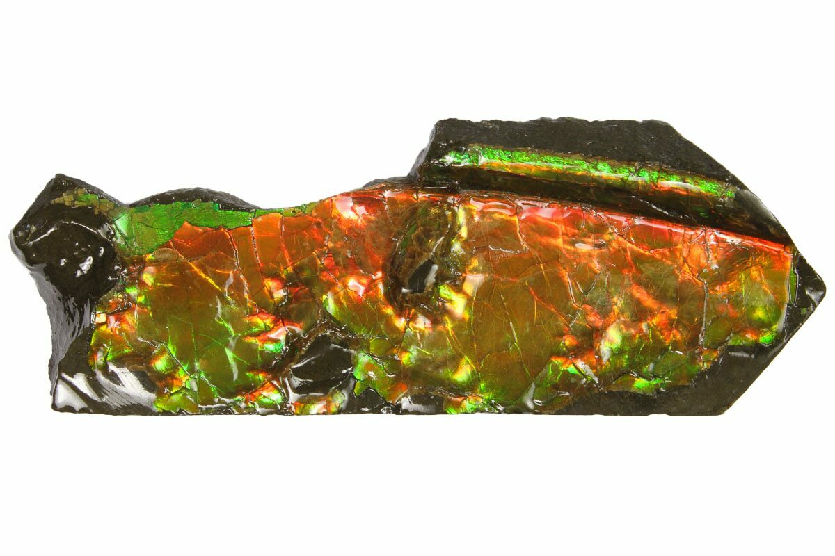 3.25" Iridescent Ammolite (Fossil Ammonite Shell) Alberta, Canada (147251) For Sale