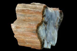 Blue, Polished Petrified Wood (Araucarioxylon) - Arizona #147925