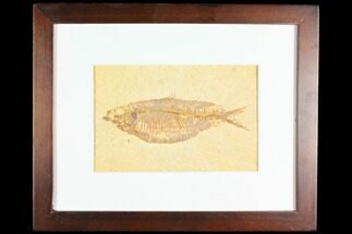 Framed Fossil Fish (Knightia) - Wyoming #147192