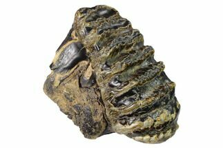 Fossil Stegodon Molar With Roots - Indonesia #148070