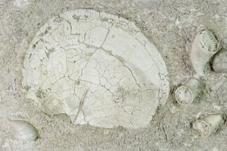 Mississippian Brachiopod & Cuneate Coral Fossils - Arkansas #148598