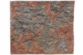 59.5" Silurian Fossil Crinoid (Scyphocrinites) Plate - Morocco - Fossil #148855