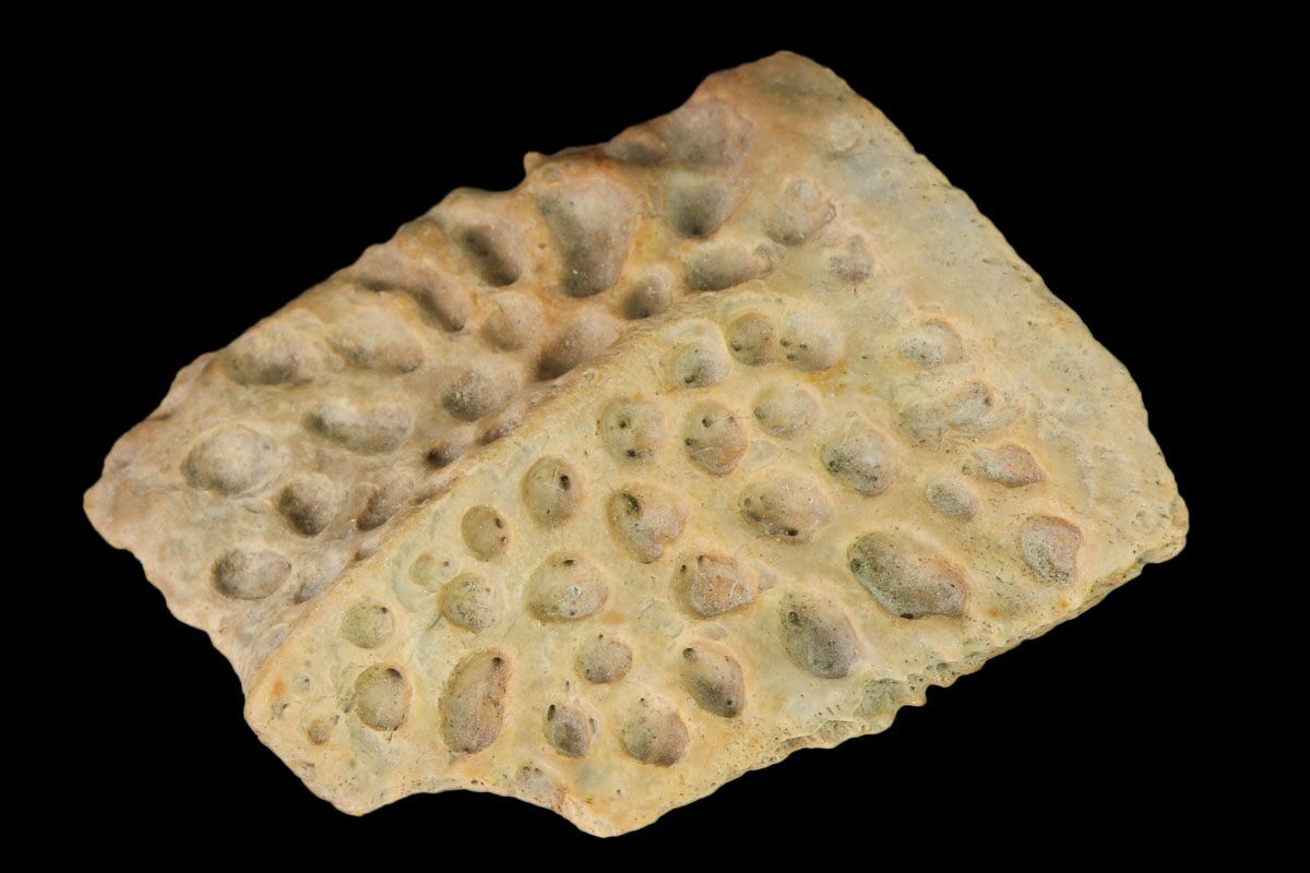 1" Fossil Crocodile Dermal Scute Lance Creek Formation, Wyoming