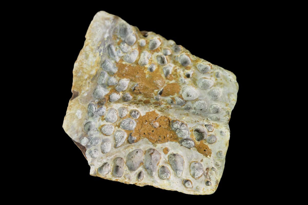 1" Fossil Crocodile Dermal Scute Lance Creek Formation, Wyoming