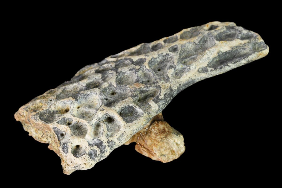 3.9 Crocodile Fossil Pelvic Bone Lance Creek FM Wyoming Cretaceous  Dinosaur Age