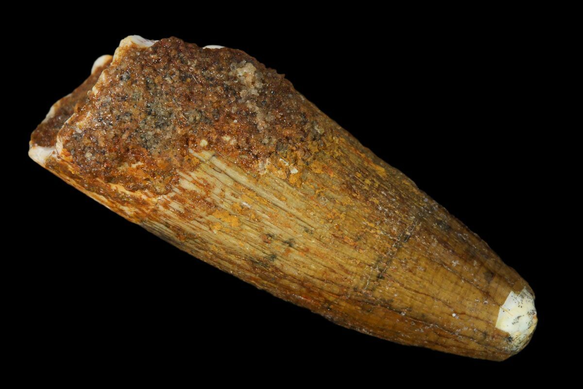 spinosaurus tooth real