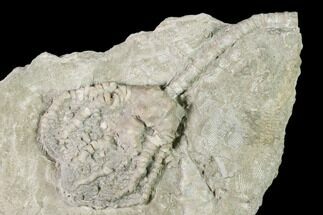 Beautiful, Fossil Crinoid - Missouri #148981