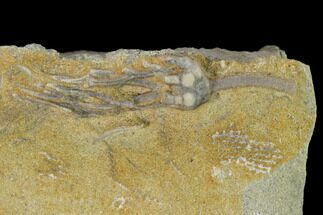 Fossil Crinoid (Saccosomopis) - Crawfordsville, Indiana #149004